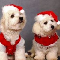 Image from Murdoch Uni Vet Hospital gives advice for pet owners over the holidays
