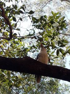 A Kookaburra in Daisy Hill Forest