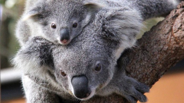 Baby Koala and his Mom
