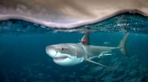 flinders university sharks
